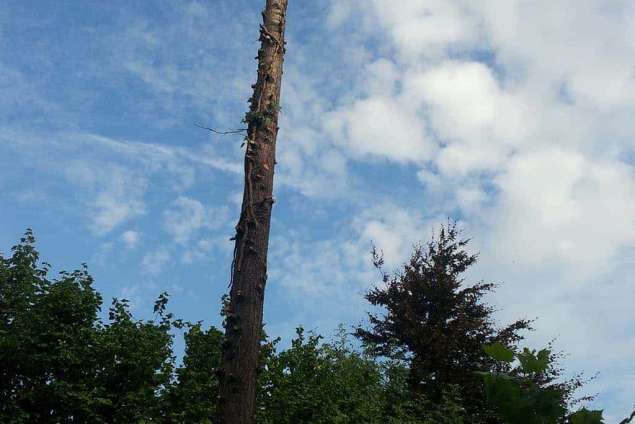 Kamperland bomen rooien